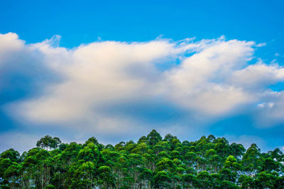 Low angle view of trees against sky