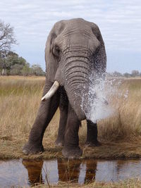 Elephant standing in water against sky