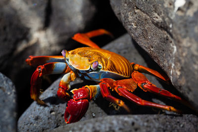 Close-up of crab on rock