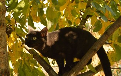 Close-up of bird perching on branch