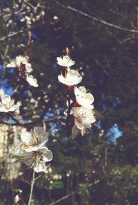 Close-up of white flowers blooming in park