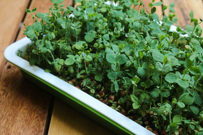 High angle view of vegetables on table