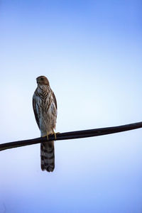 Juvenile light morph red-tailed hawk buteo jamaicensis perches on a wire in naples, florida