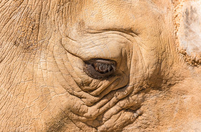 Full frame shot of elephant