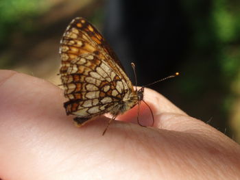 Close-up of butterfly on hand