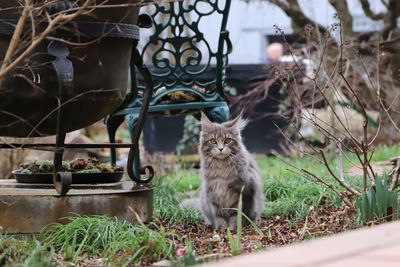 Persian cat in the garden 