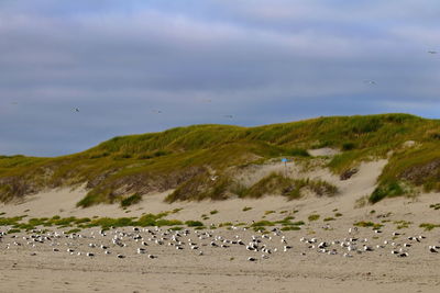 Flock of birds on beach