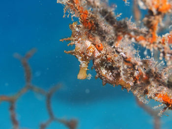 Close-up of a sea horse underwater in a net