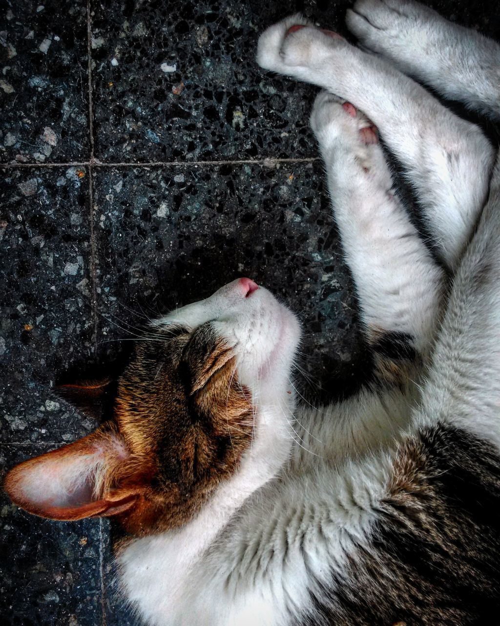 HIGH ANGLE VIEW OF CAT LYING ON CARPET