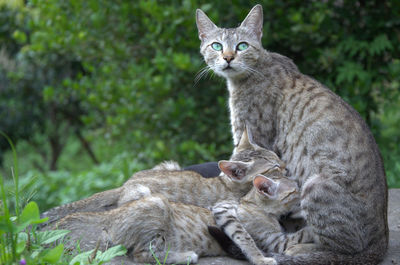 Cat feeding kittens feeding on field