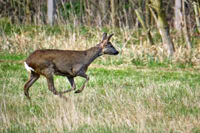 Side view of deer running on field