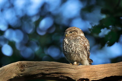 Low angle view of eagle perching on branch