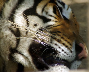 Close-up of cat