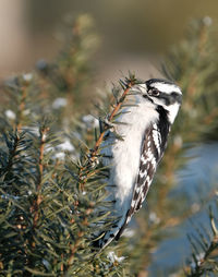 Close-up of bird perching on plant