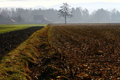 Scenic view of field against sky