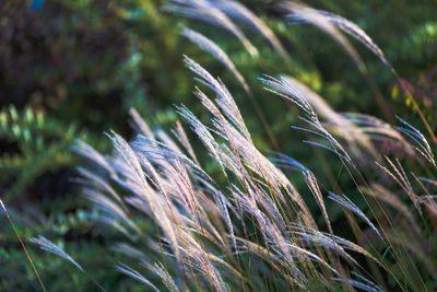 Close-up of stalks of grass in field