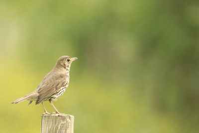 Close-up of a thrush on post