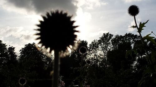 Low angle view of dandelion against sky