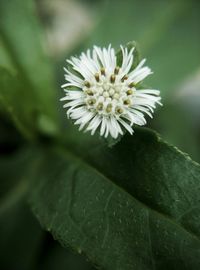 Close-up of white flowers