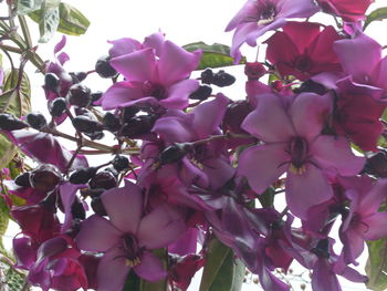 Close-up of pink flowers