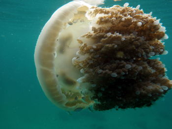 Close-up of jellyfish in sea