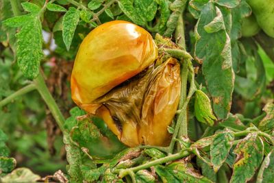 Close-up of banana on plant