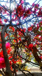 Low angle view of flowers blooming on tree