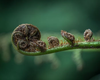 Fern leaf unraveling 