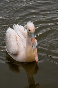 High angle view of pelican swimming in lake