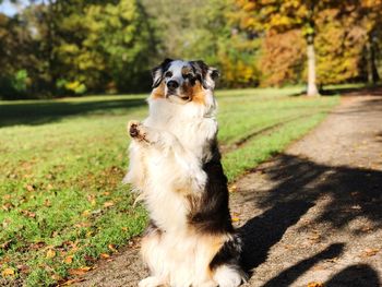 Dog sitting on grass