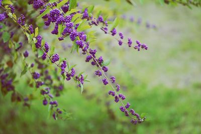 Close-up of purple flowering plants on field