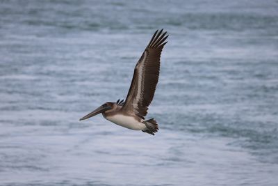 Pelican in flight with water in background