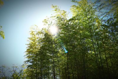 Low angle view of trees against sky