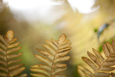 Close-up of plants against blurred background