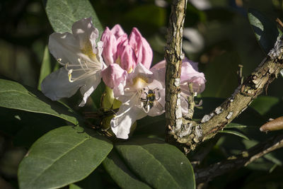 Close-up of pink flowers blooming on tree