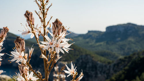 Close-up of flowering plant against clear sky