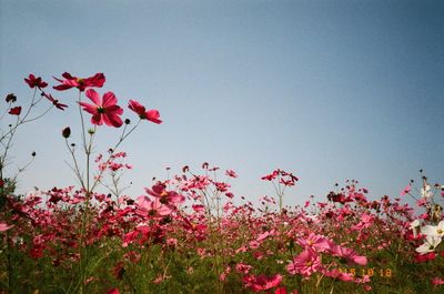 Low angle view of pink flowers against sky