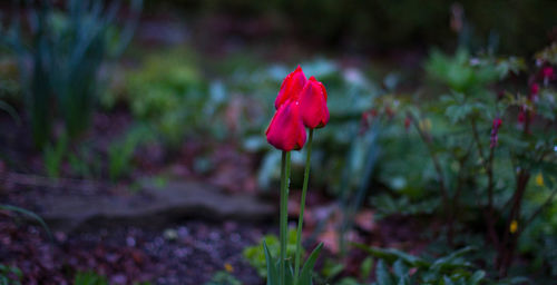 Close-up of red flower on field