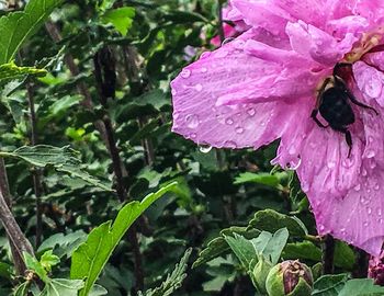 Close-up of water drops on pink flower