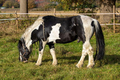 Horses grazing in a field