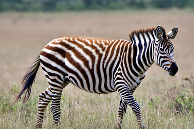 Zebra. Zebra in