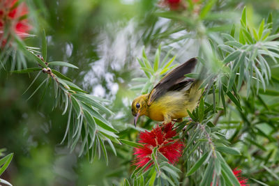 Close-up of bird perching on plant