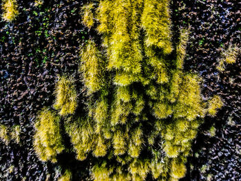 Low angle view of yellow flowering trees in forest