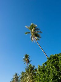 Low angle view of palm trees against clear blue sky