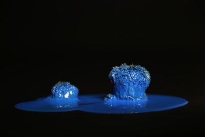 Close-up of jellyfish against black background