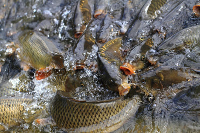 Close-up of fish underwater