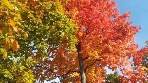 Low angle view of tree against sky