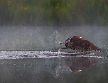 View of a lake with reflection