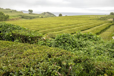 Scenic view of agricultural field against sky