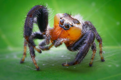 Close-up of spider